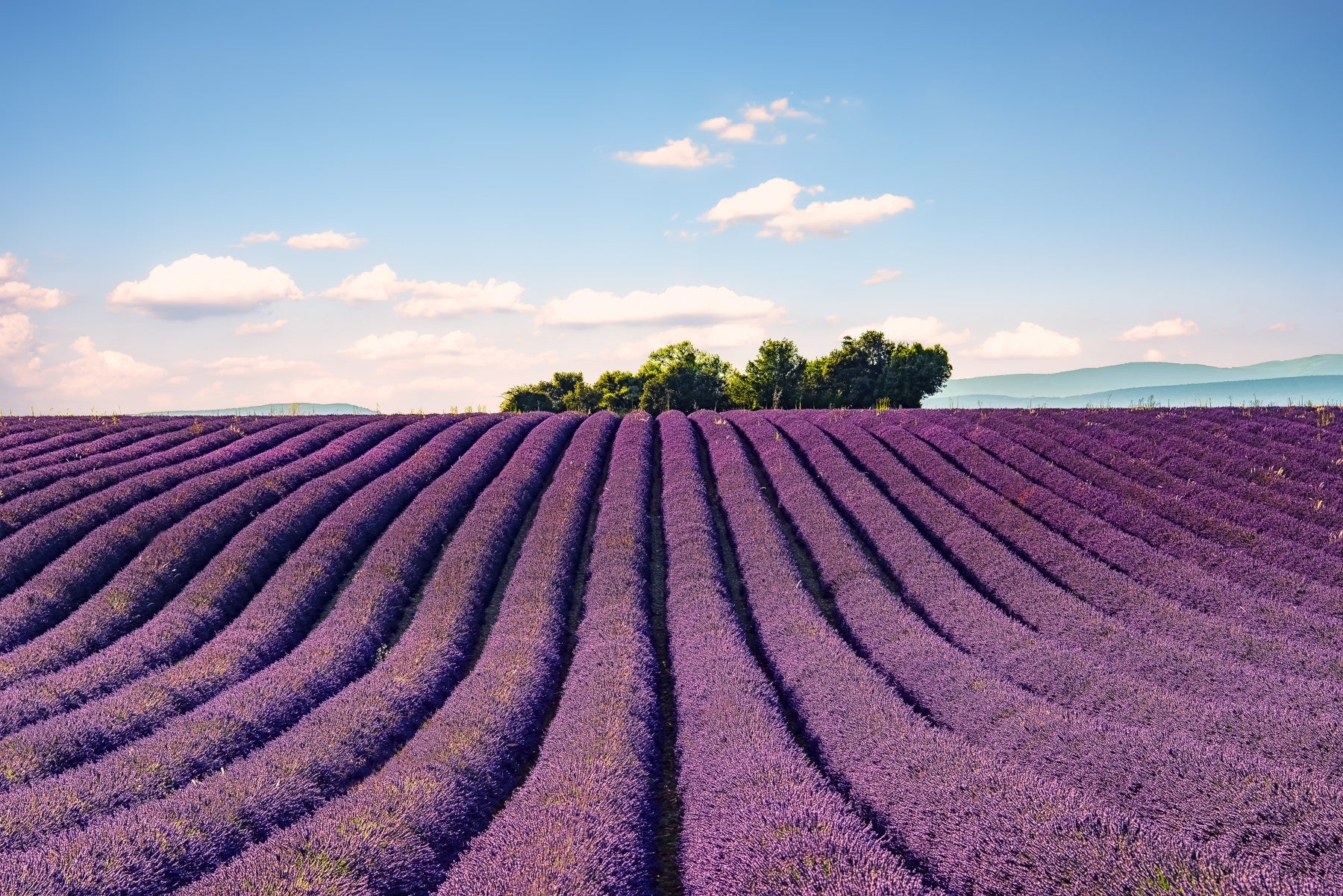 Provence's Purple Haze Wall Mural