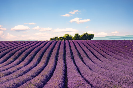 Provence's Purple Haze Wall Mural