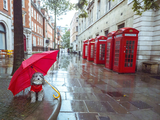 Rainy Day Pup Wall Mural