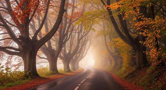 Autumnal Road Serenity Wall Mural