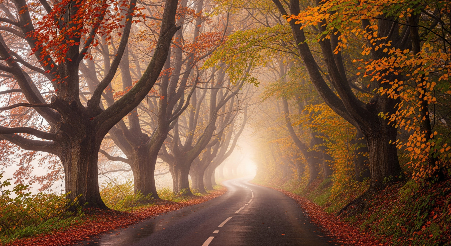 Autumnal Road Serenity Wall Mural