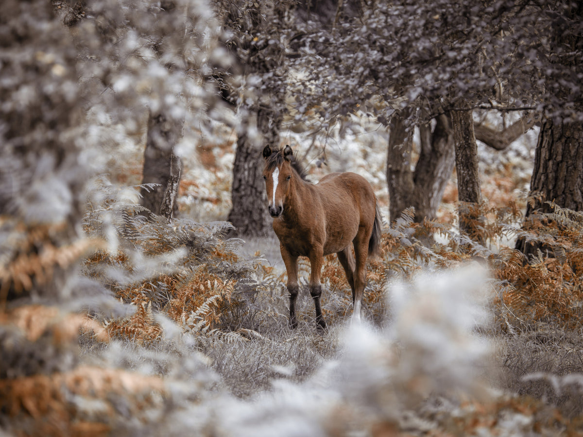 Wild Stallion Wall Mural