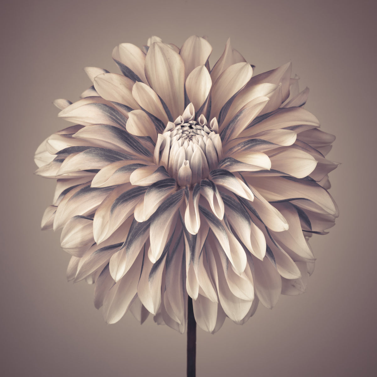 Soft Vintage Dahlia Wall Mural in your room — zoomed