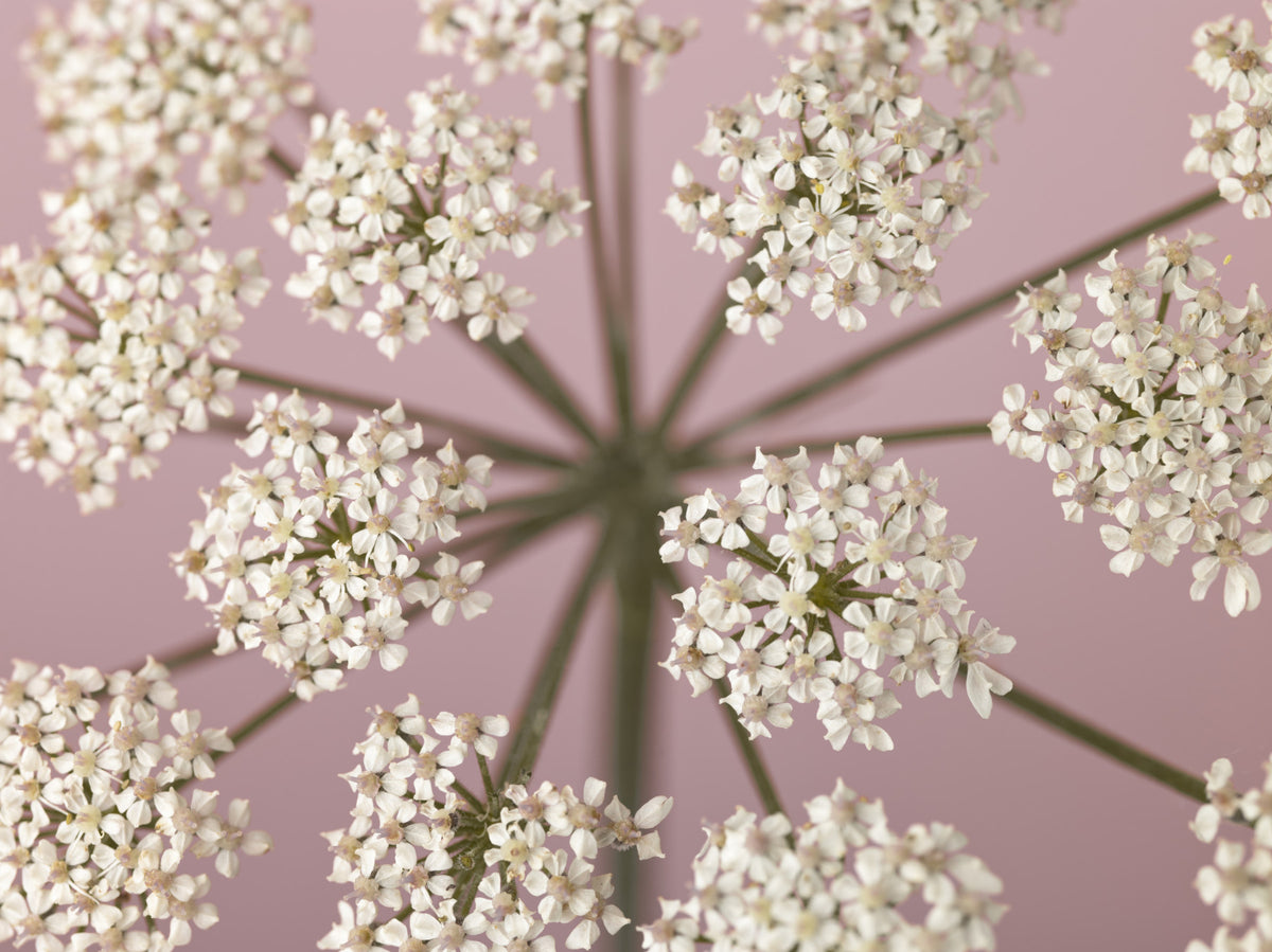 Wildflower Whispers Wall Mural in your room — zoomed