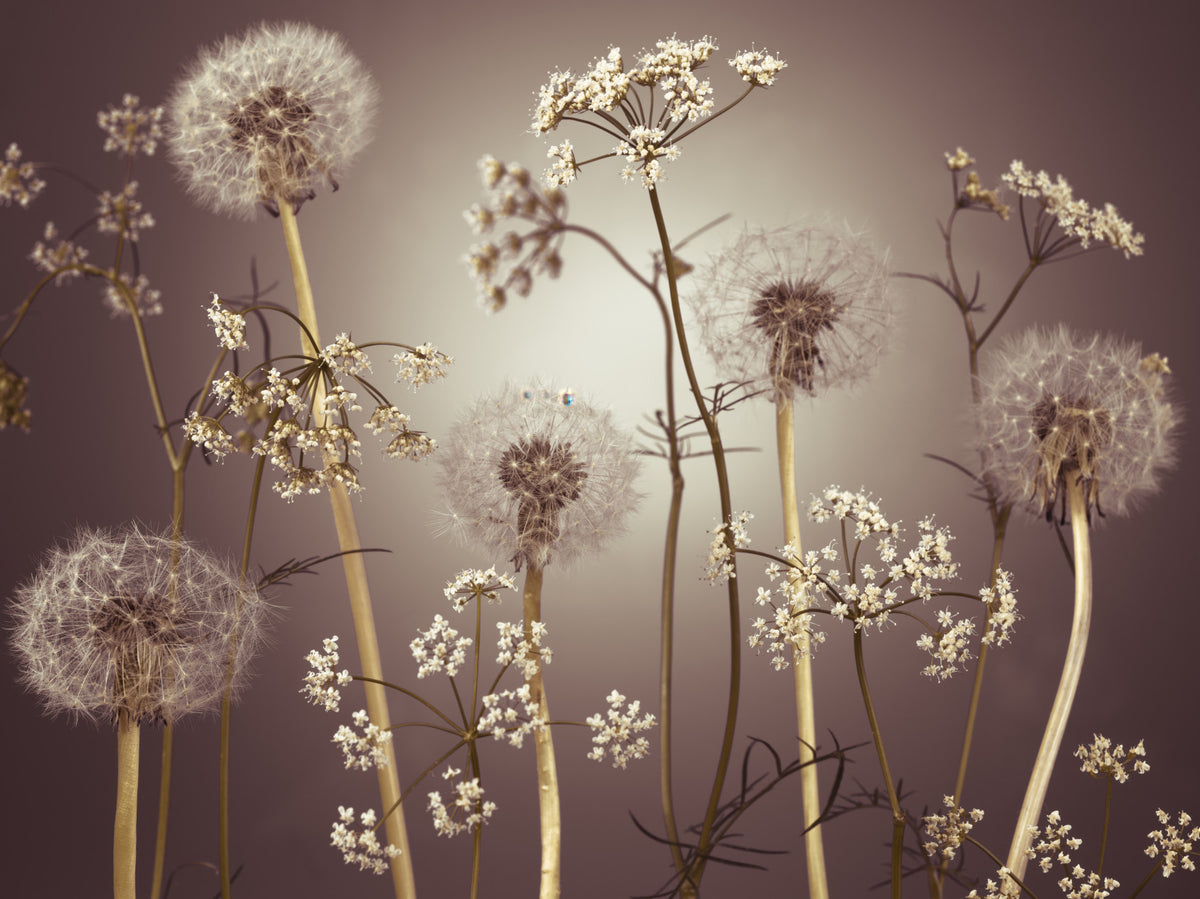 Wildflower Whispers  Wall Mural in your room — zoomed
