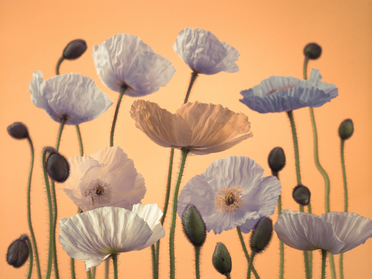 Floral Spectacle Wall Mural