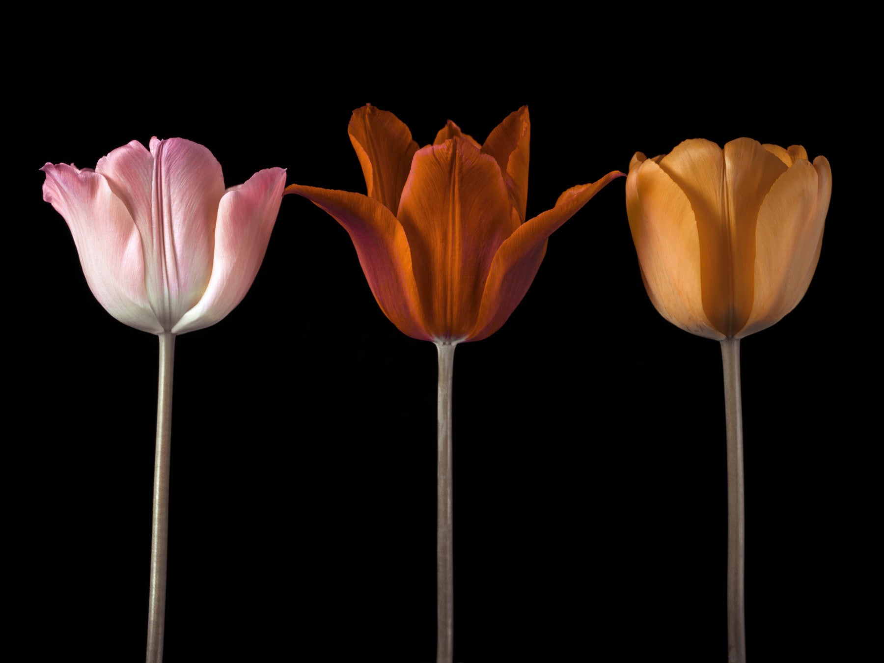 Tulip Trio Wall Mural