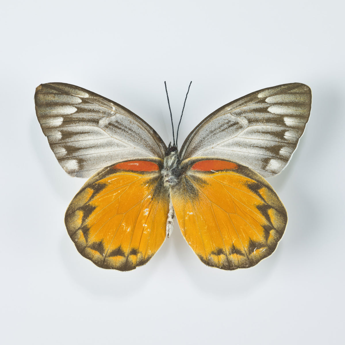 Whimsical Butterfly Wall Mural