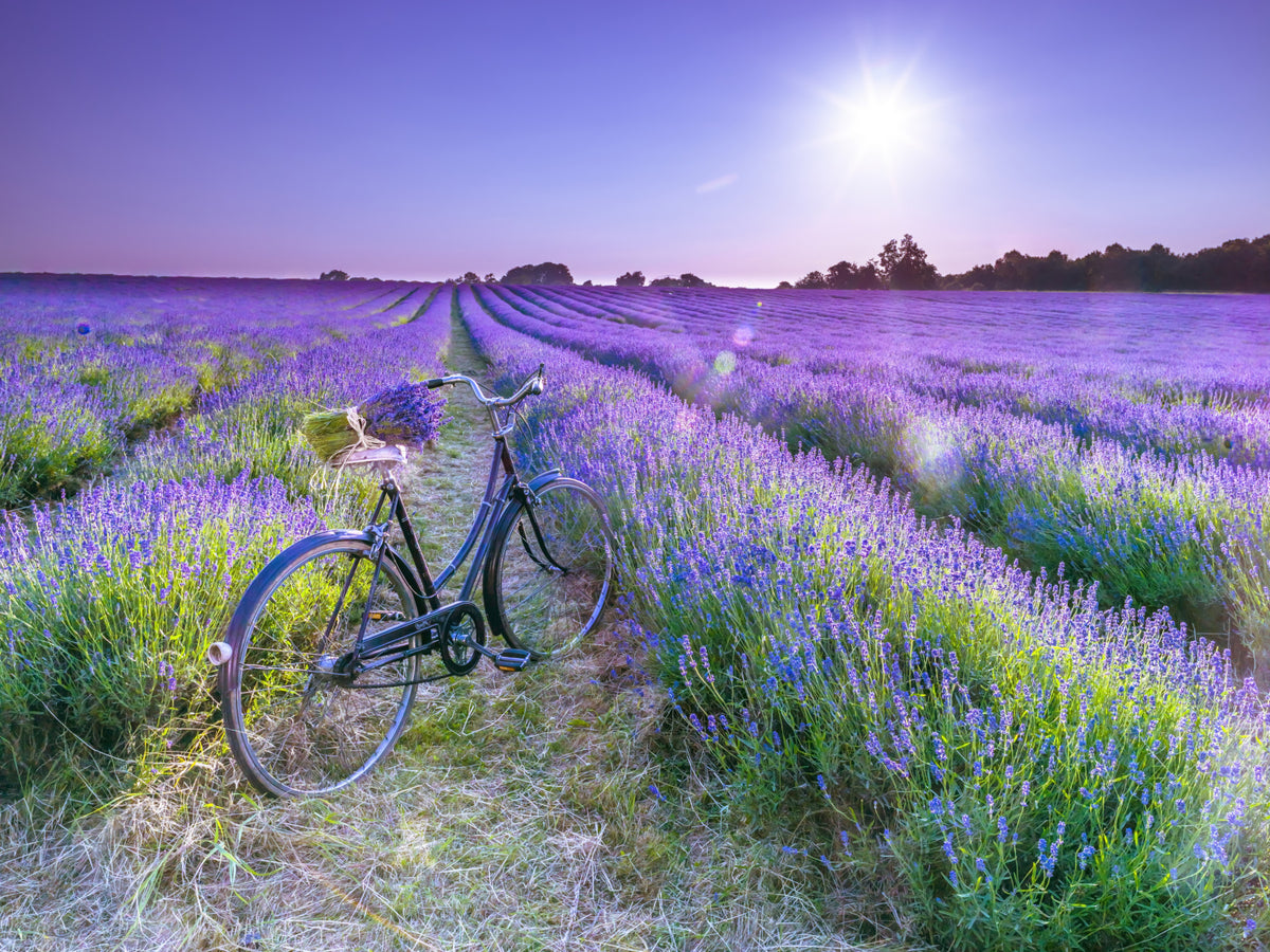 Sunlit Lavender Escape Wall Mural