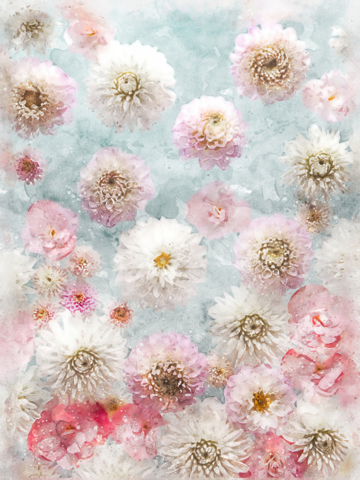 Dahlia Flowers Wall Mural
