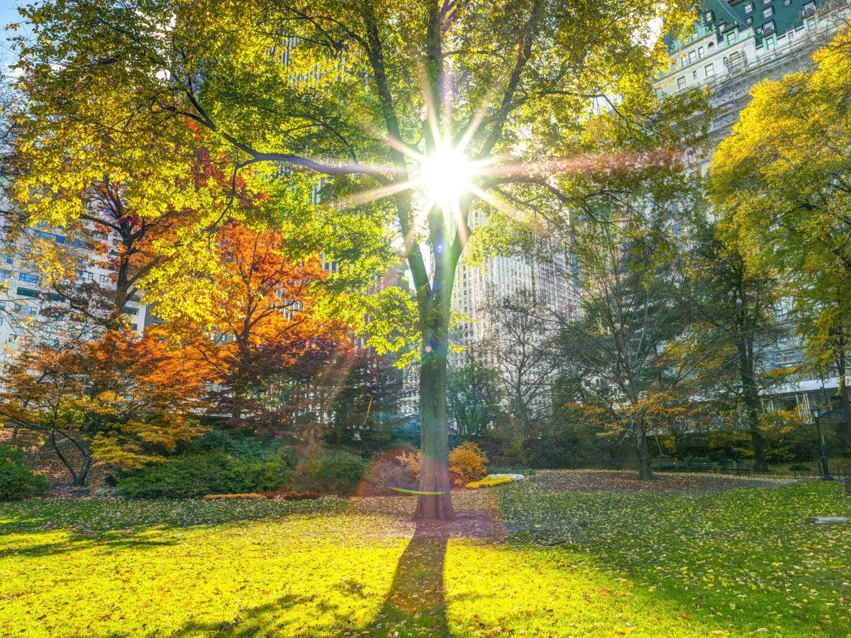 Sun Rays Through Trees Wall Mural in your room — zoomed