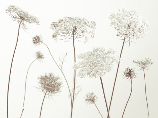 Delicate Beauty Wall Mural