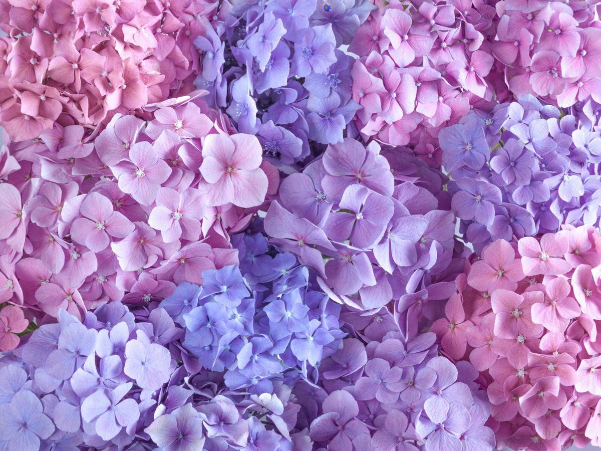 Hydrangea Hues Wall Mural in your room — zoomed