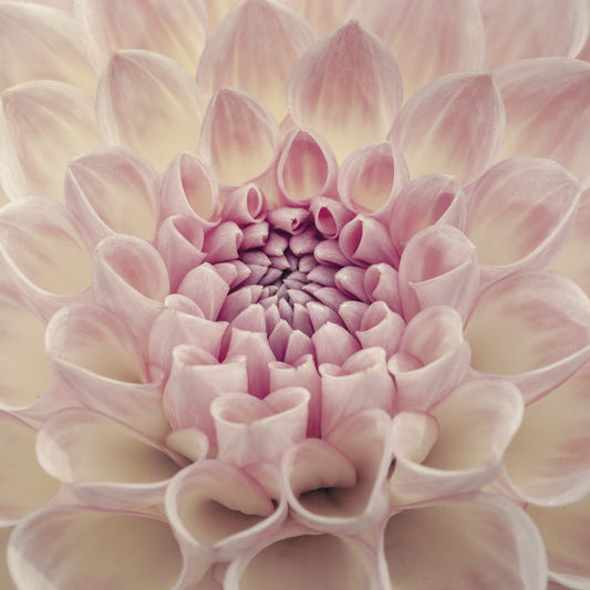 Blush Bloom Wall Mural