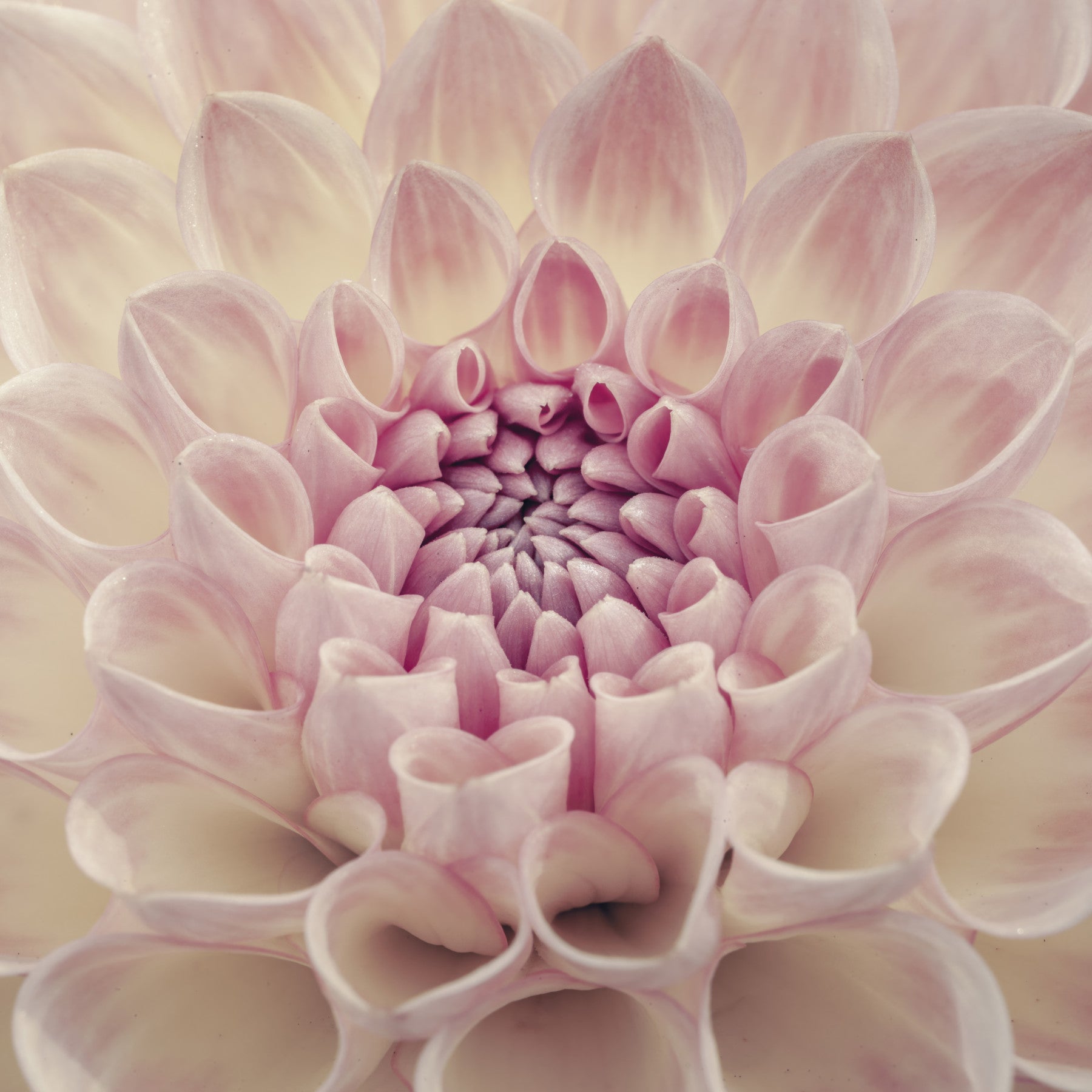 Blush Bloom Wall Mural