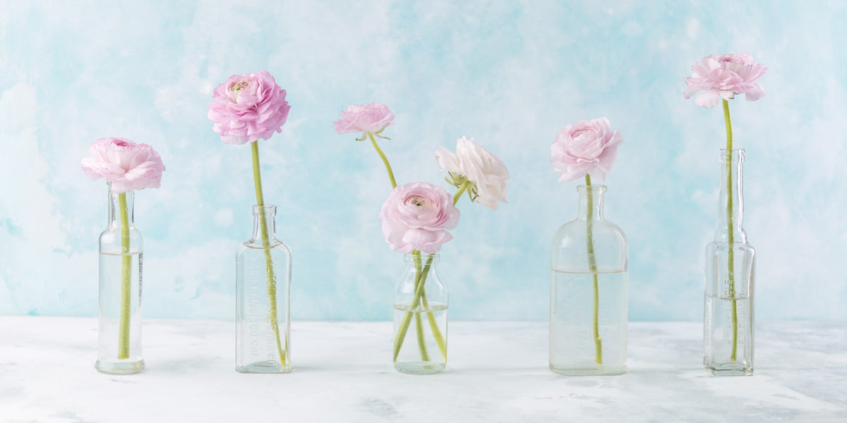 Pastel Ranunculus Glass Decor Wall Mural