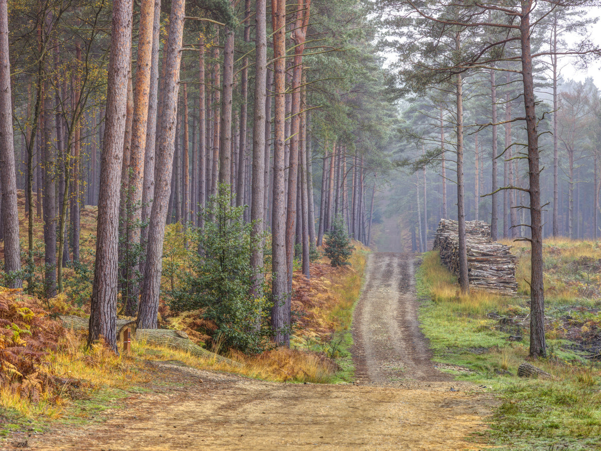 Serene Road Through Autumn Splendor Wall Mural