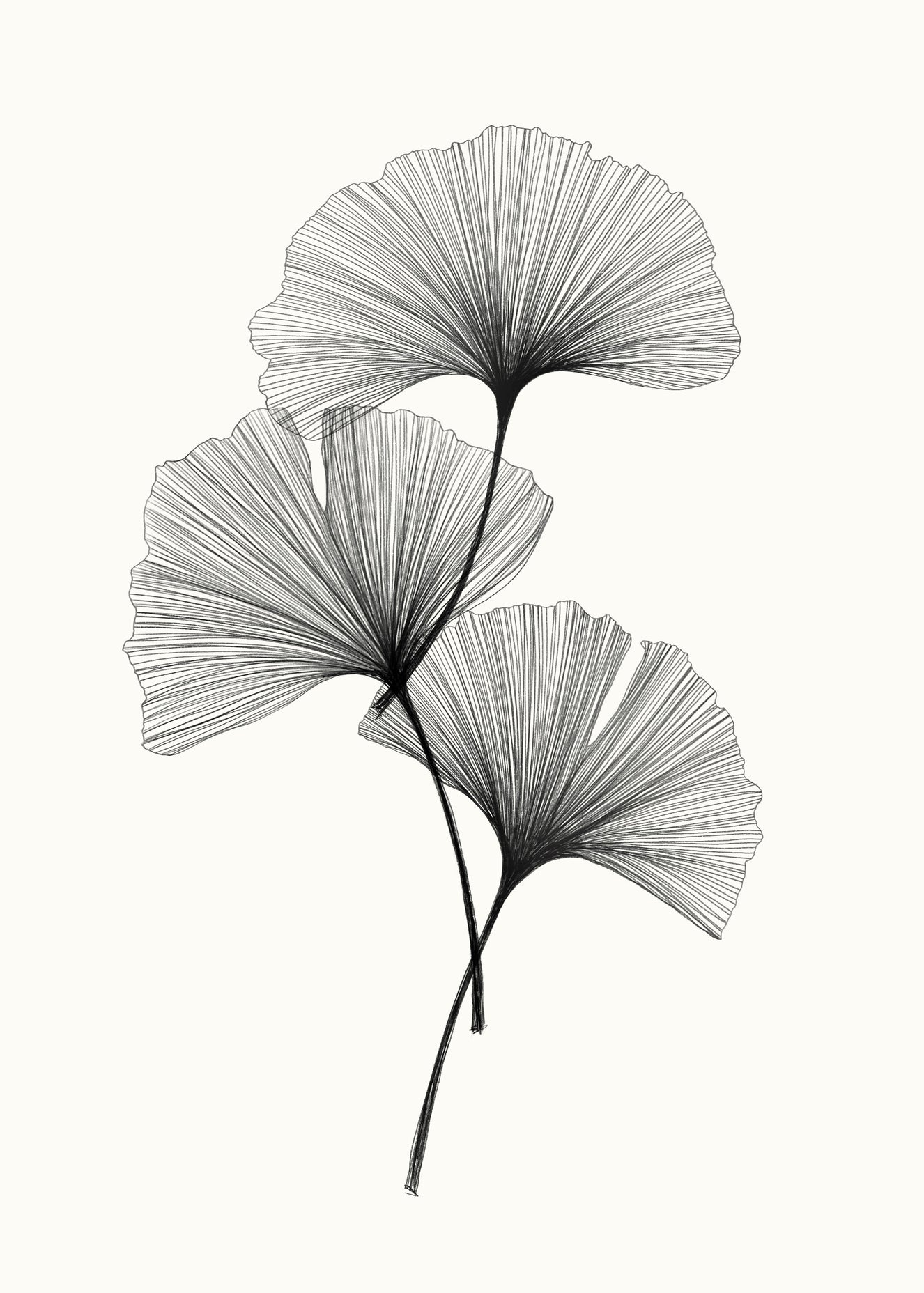 Ginkgo Line Wall Mural