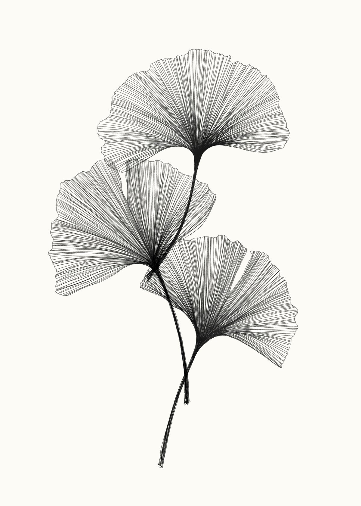 Ginkgo Line Wall Mural