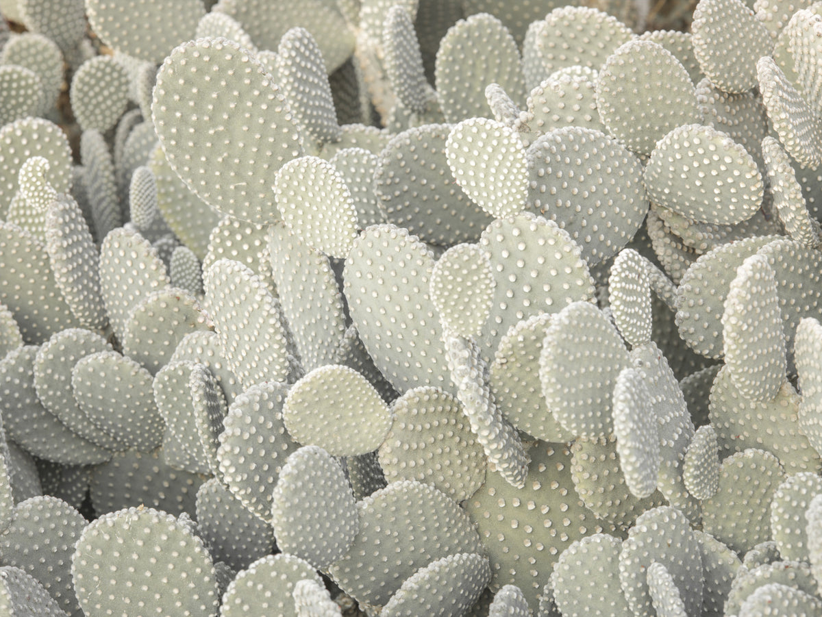 Serene Cactus Cluster Wall Mural in your room — zoomed