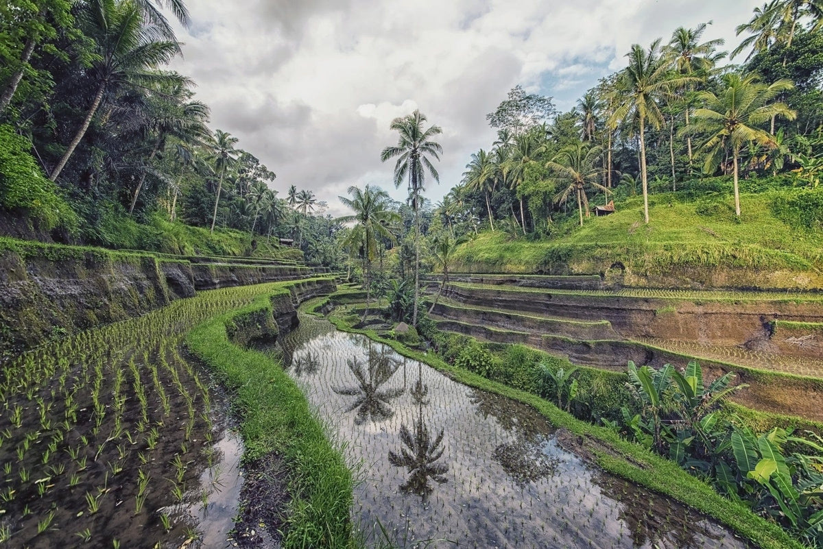 Bali Rice Fields Wall Mural in your room — zoomed