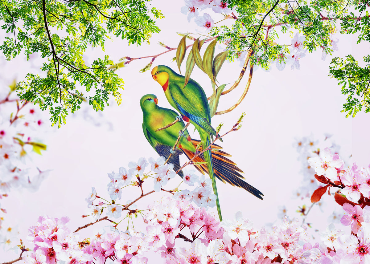 Cherry Blossom Parrots Wall Mural