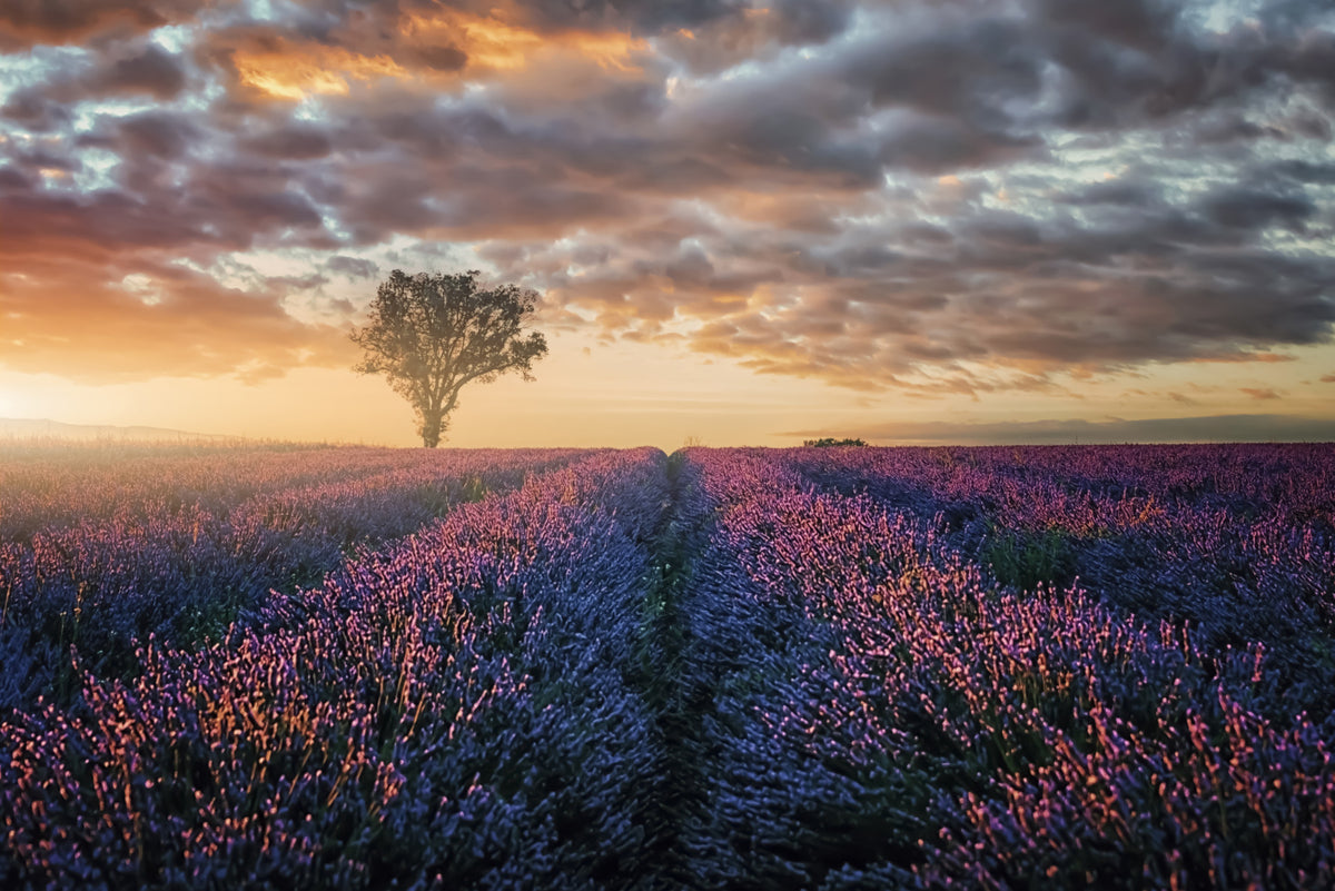 Lavender Dawn Wall Mural