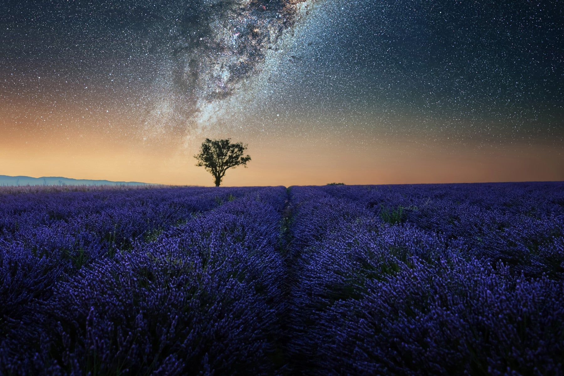 Lavender Night Wall Mural