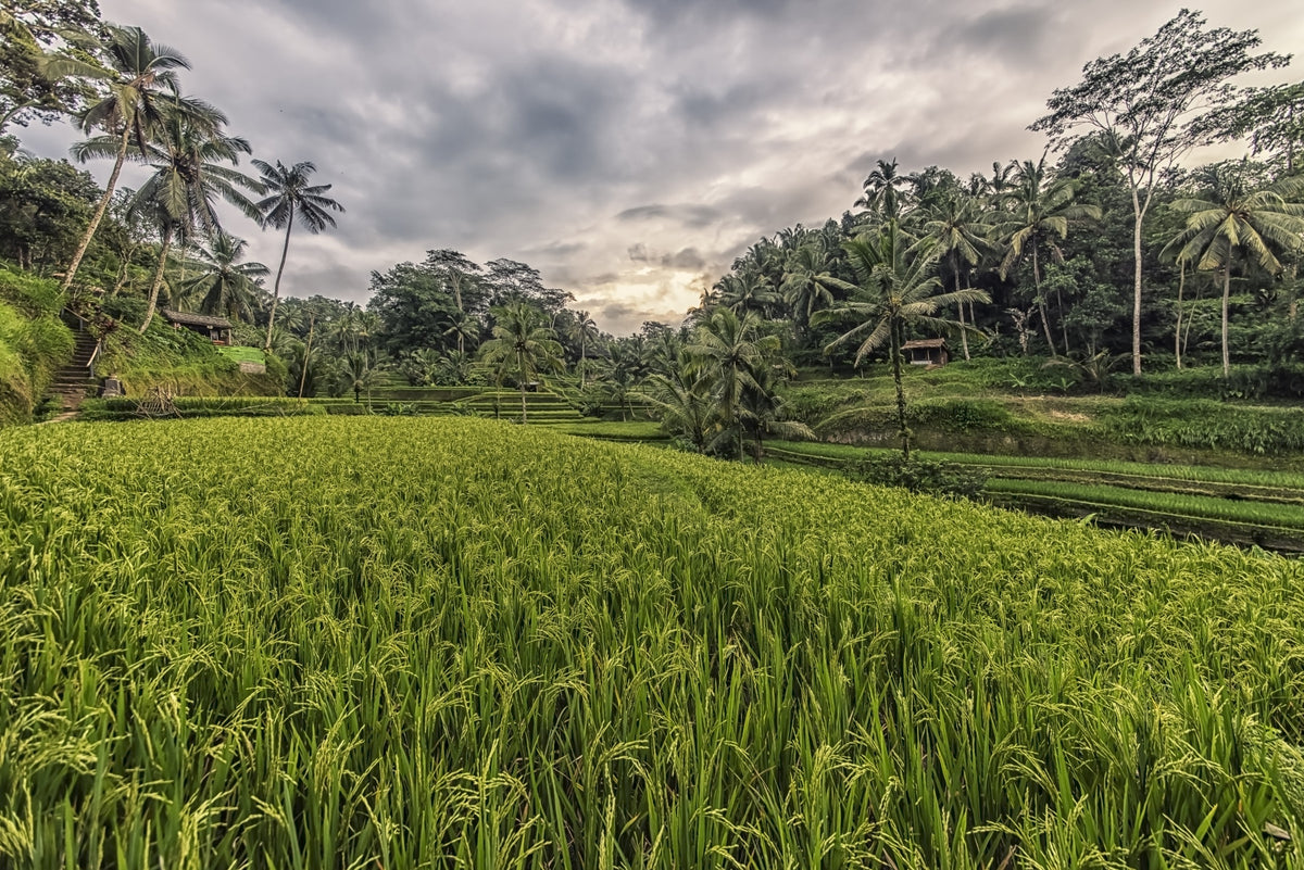 Bali Harvest Wall Mural