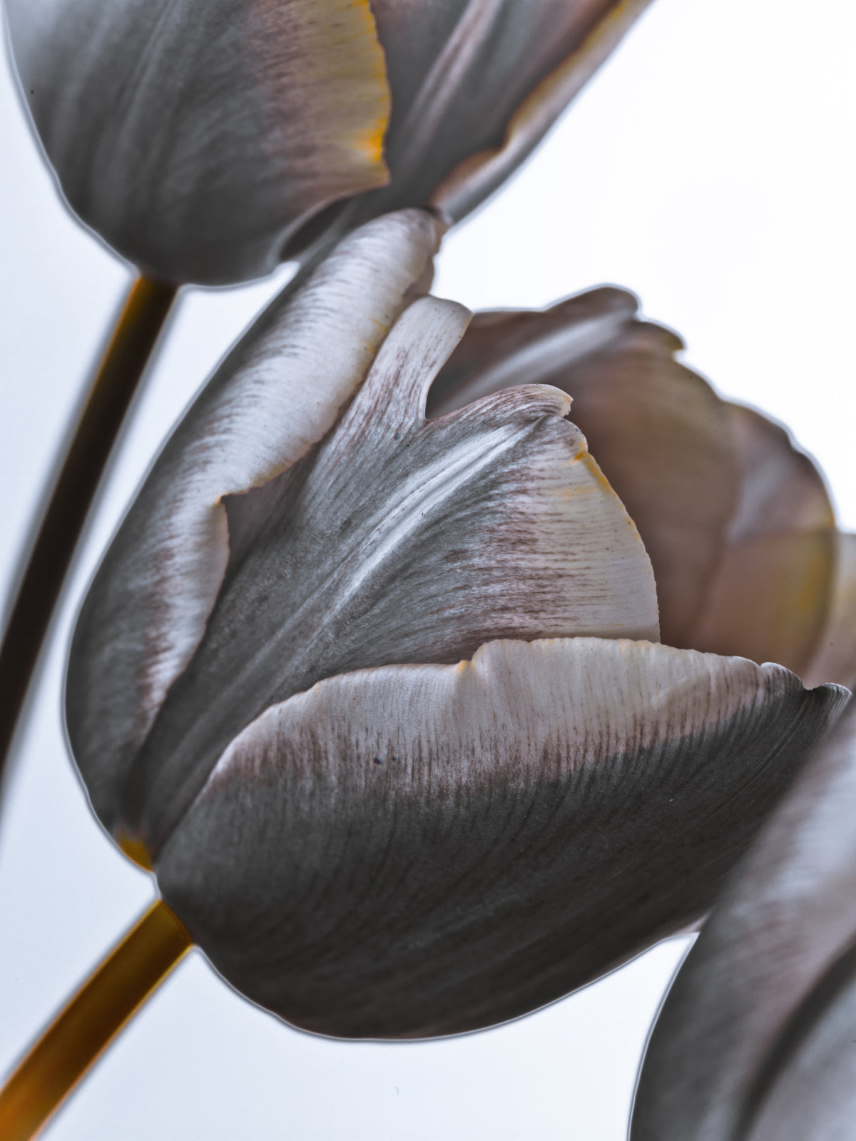 Miracle Tulips Wall Mural