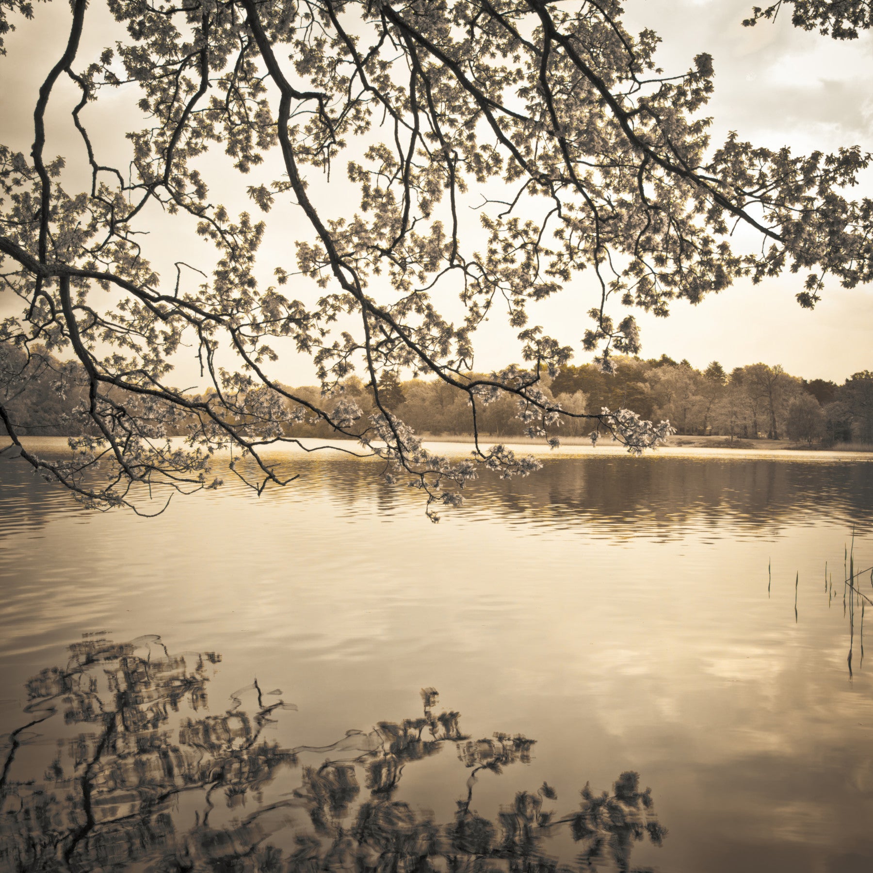 Branches above Lake Wall Mural