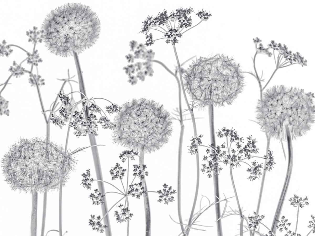 Dancing Wildflowers Wall Mural