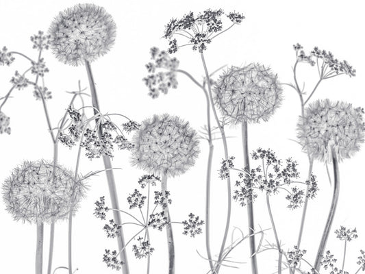 Dancing Wildflowers Wall Mural