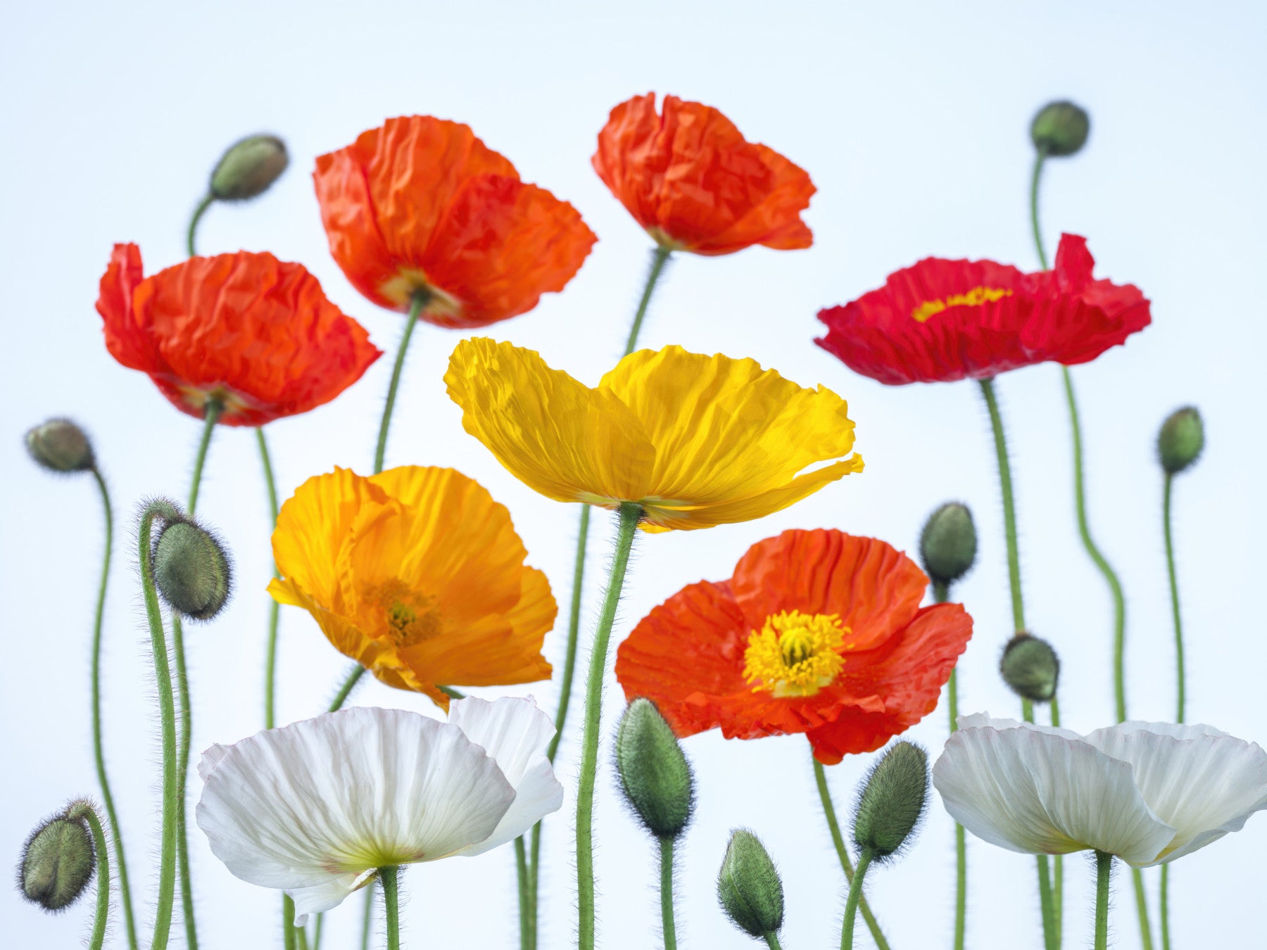 Poppy Field Burst Wall Mural