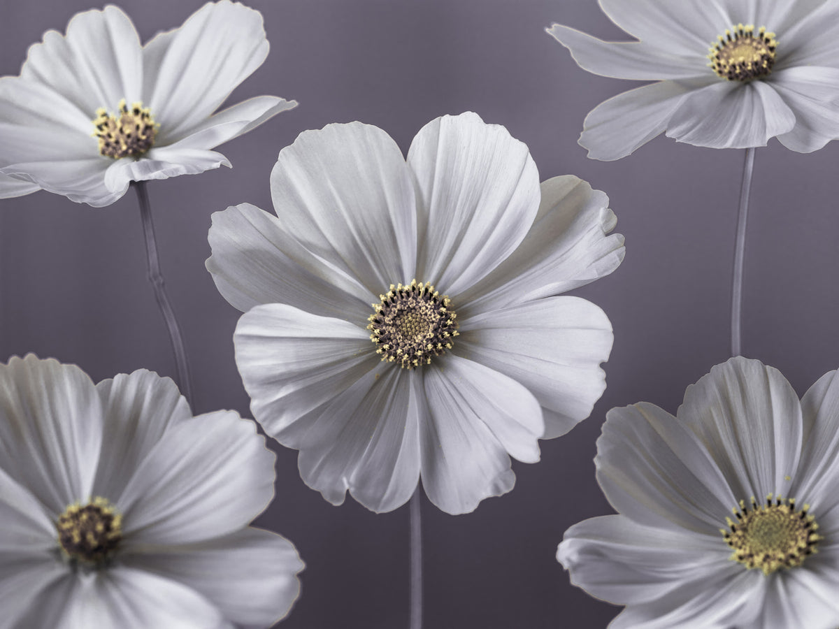Cosmos Flowers Wall Mural in your room — zoomed