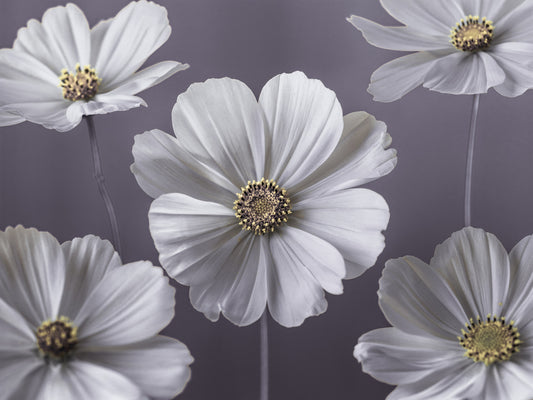 Cosmos Flowers Wall Mural