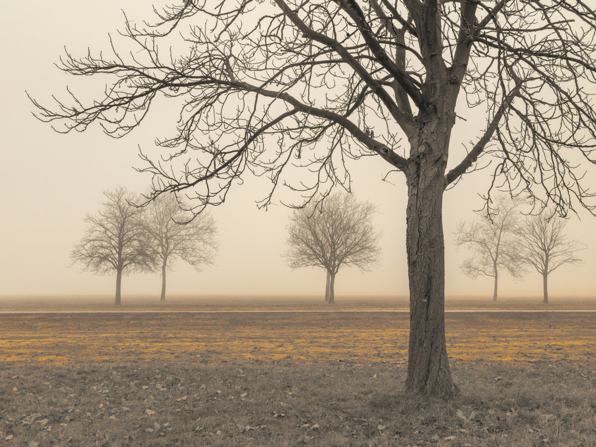 Misty Countryside Wall Mural in your room — zoomed