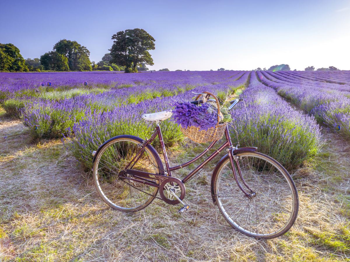 Bicycle in Lavender field Wall Mural