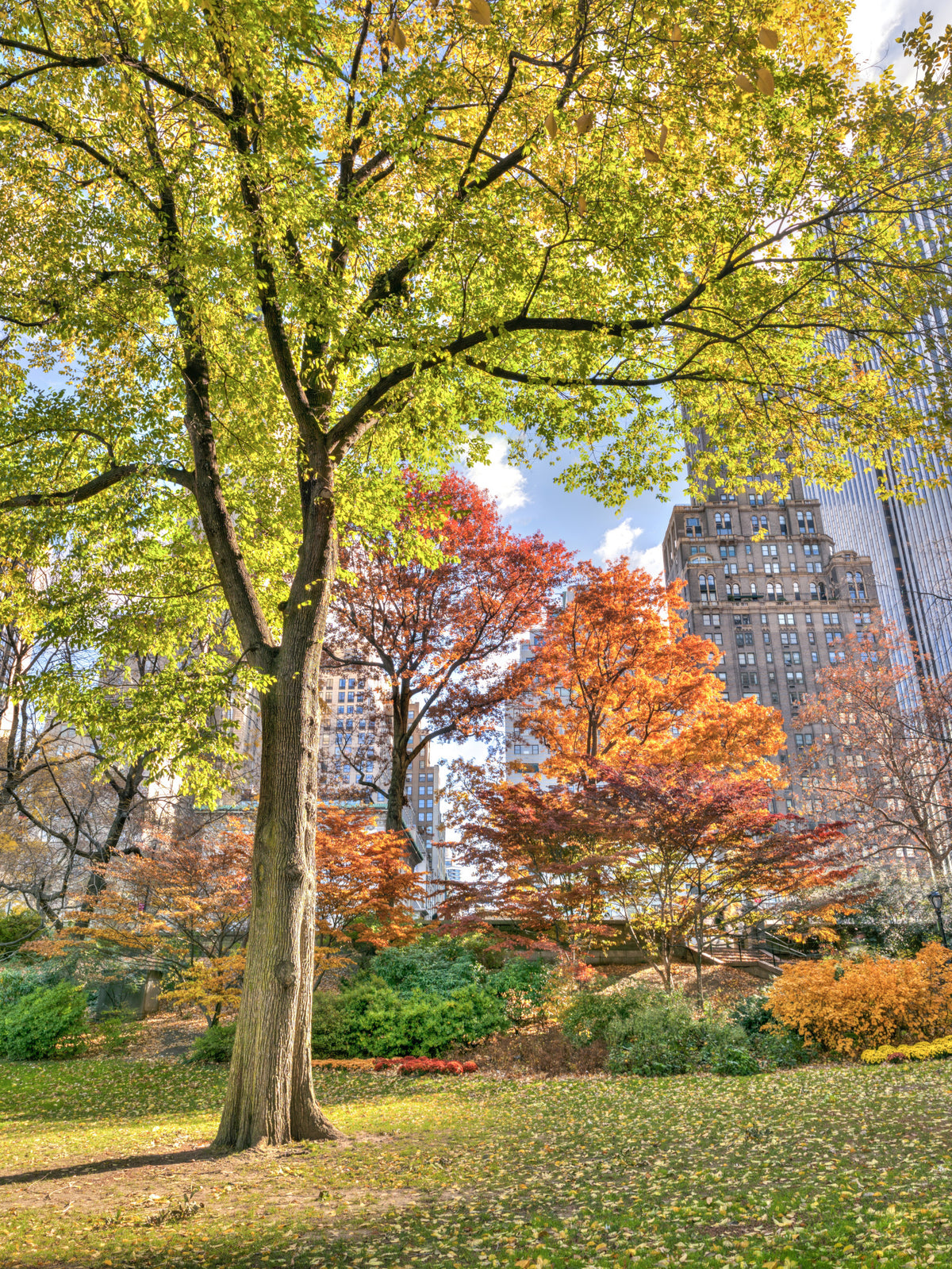 Colours of Central Park Wall Mural