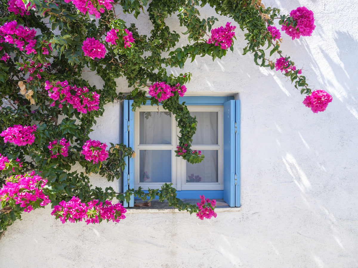 Bougainvillea by Blue Window Wall Mural in your room — zoomed