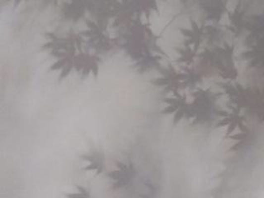 Soft Foliage Haze Wall Mural