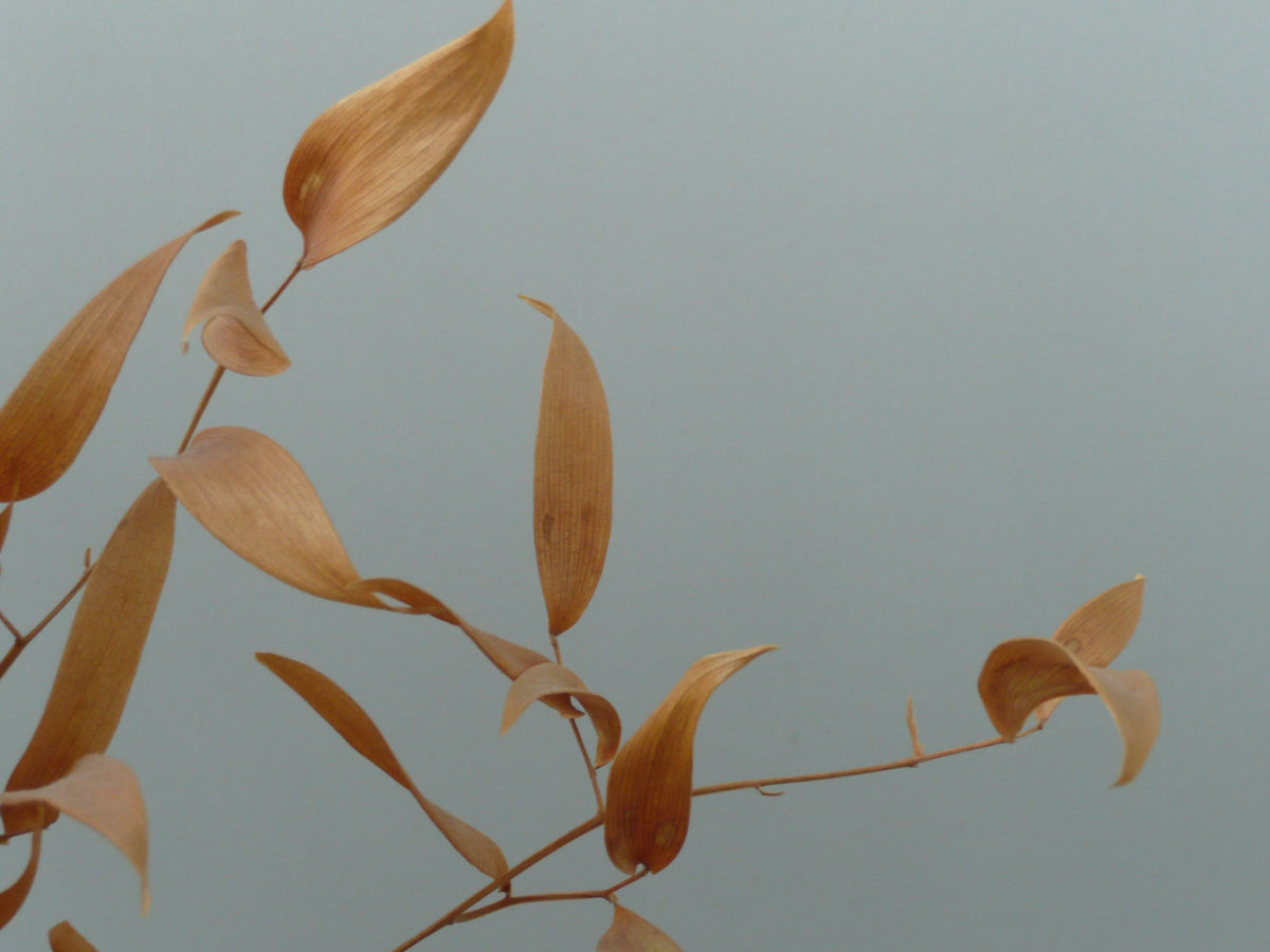 Amber Whispers Wall Mural