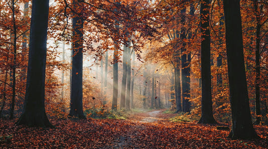 Autumn's Light Wall Mural