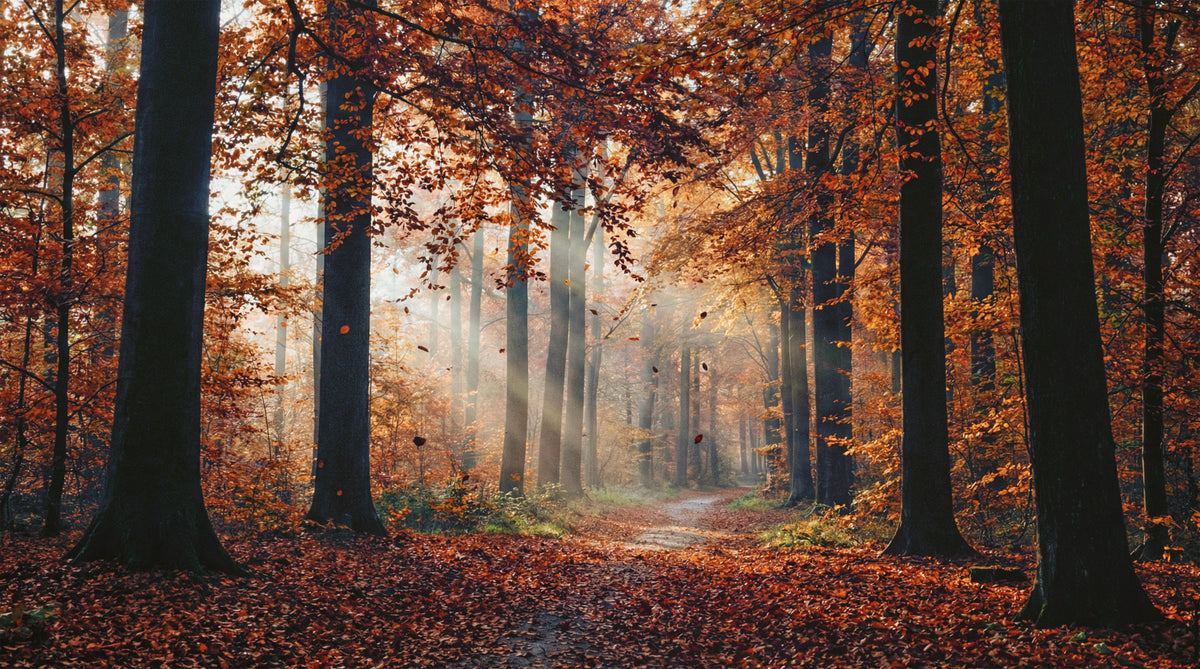 Autumn's Light Wall Mural in your room — zoomed