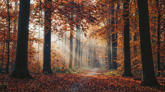 Autumn's Light Wall Mural