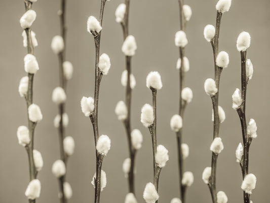 Pussy Willow Wall Mural