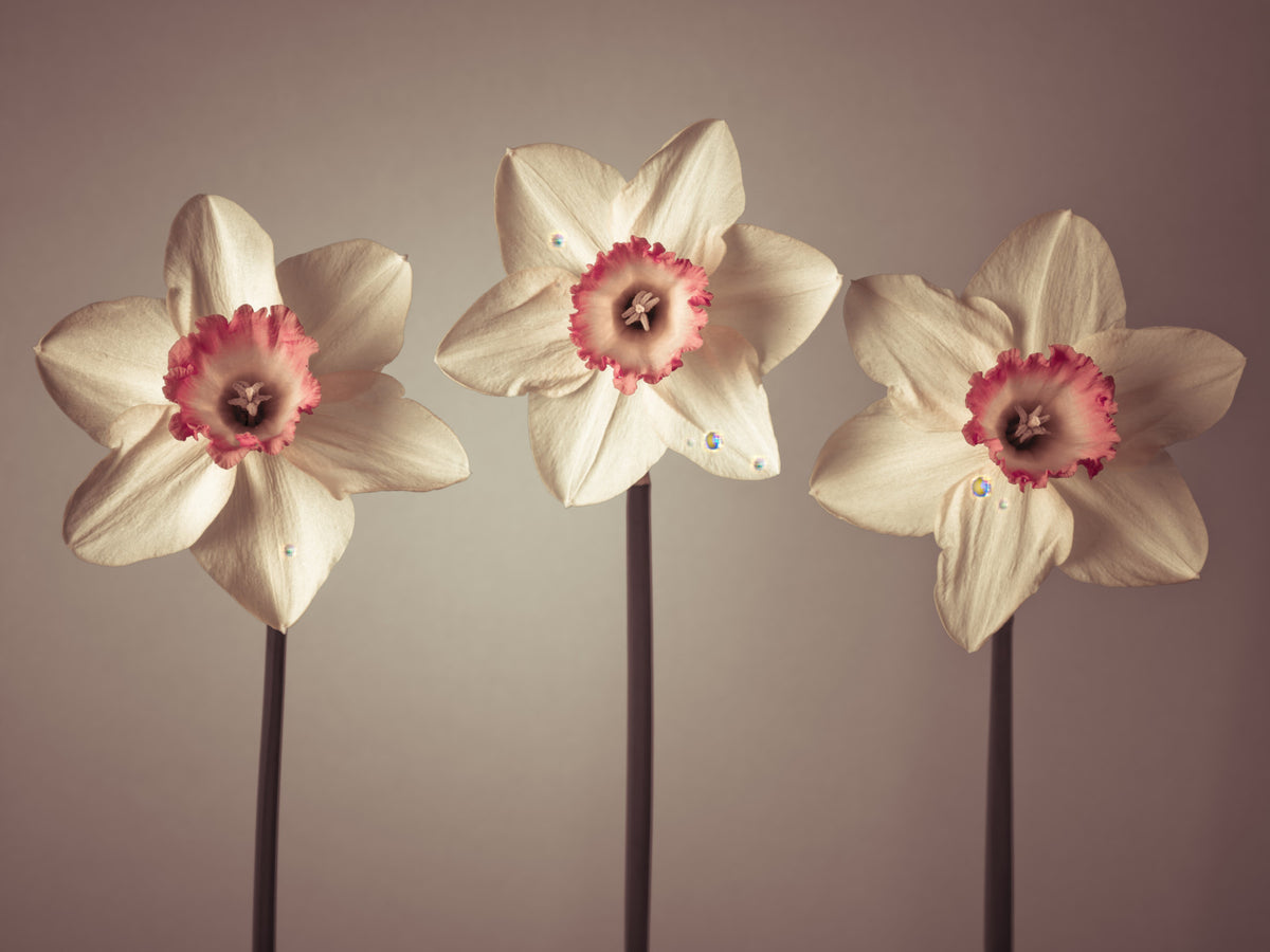 Dazzling Daffodils Wall Mural