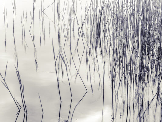 Grassy Reflections Wall Mural