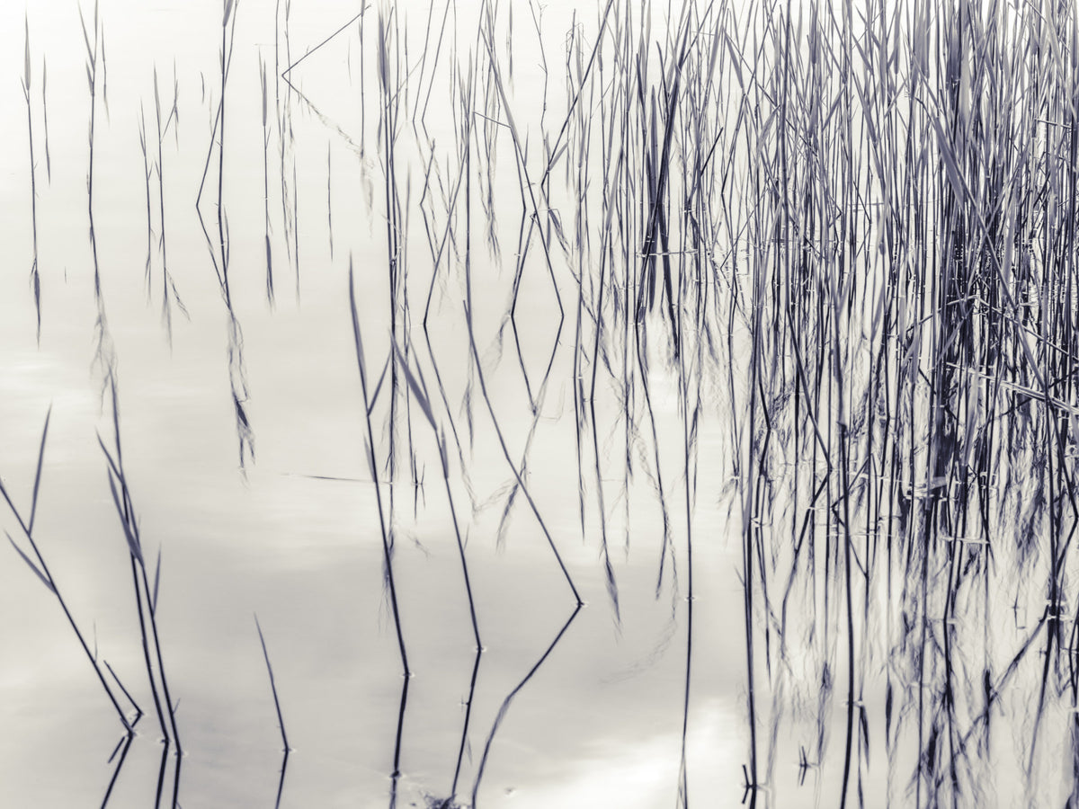 Grassy Reflections Wall Mural