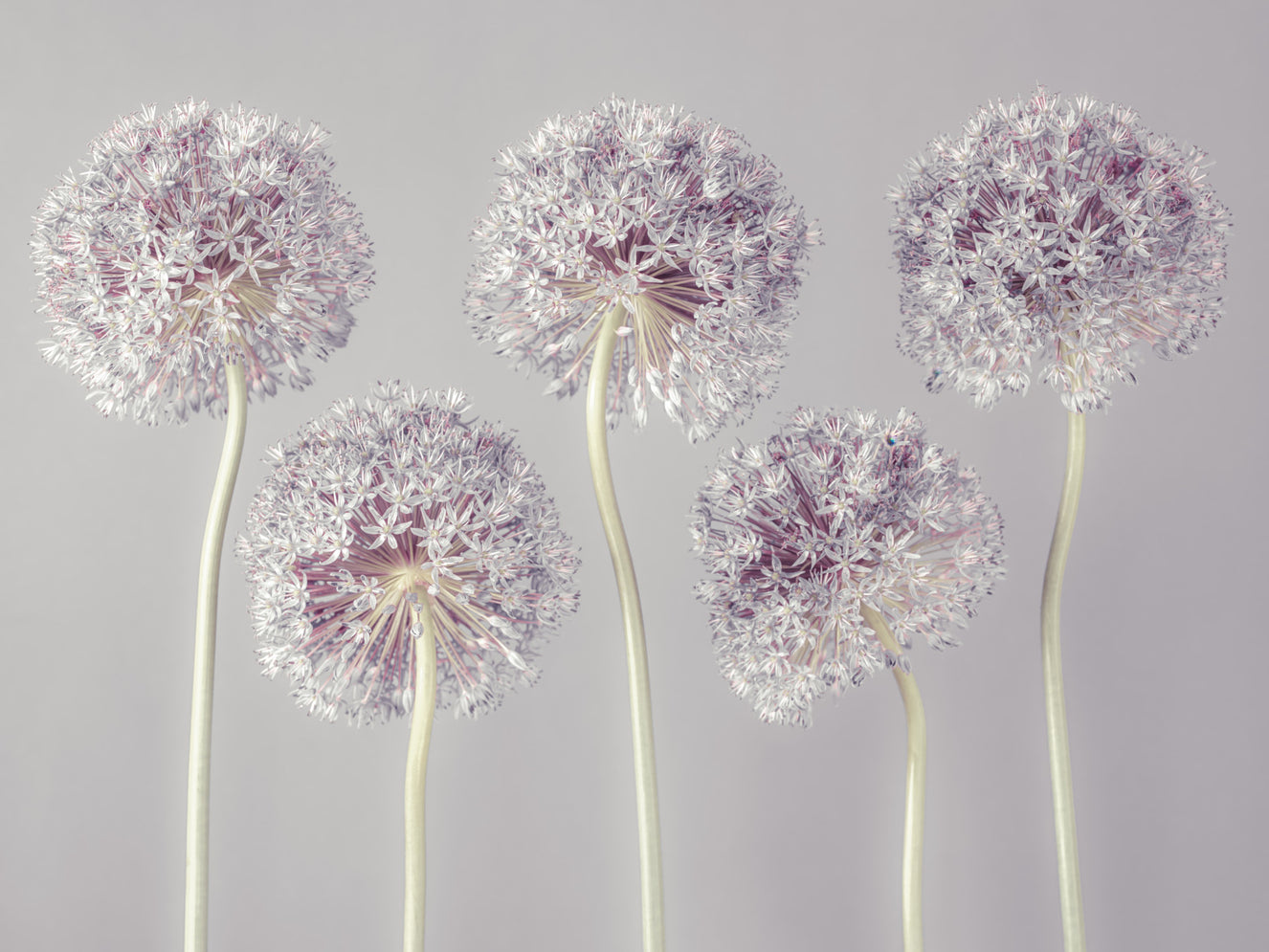Allium Dreams Wall Mural